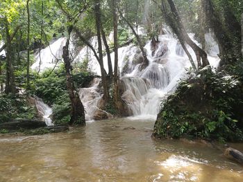 Scenic view of waterfall in forest