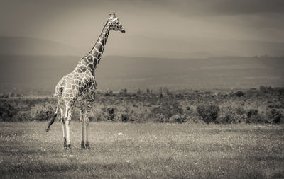 A fine art shot of a reticulated giraffe