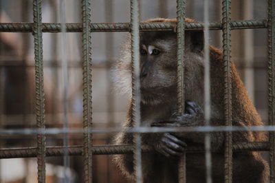 Close-up of monkey in cage