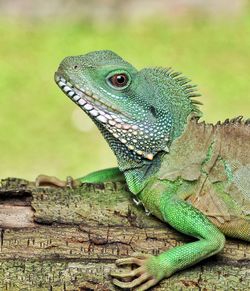 Close-up of a lizard