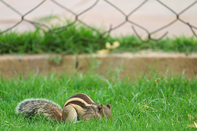 View of snake on field