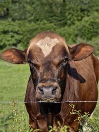 Portrait of a horse on field