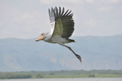 Low angle view of shoebilled stork flying in mid-air