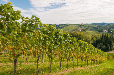 Scenic view of vineyard against sky