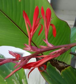 Close-up of red flowers