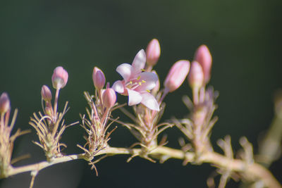 Close-up of pink flowering plants