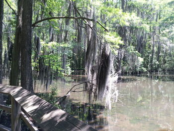 Scenic view of lake in forest