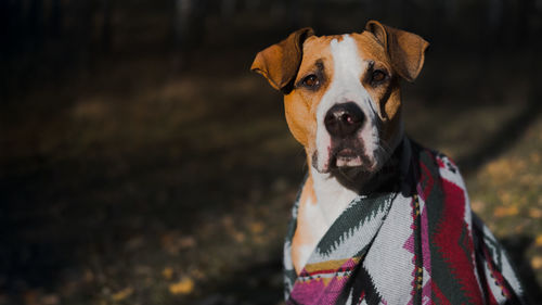 Beautiful dog in a blanket outdoors, autumn nature scene. dog sits in the forest, cold and chilly