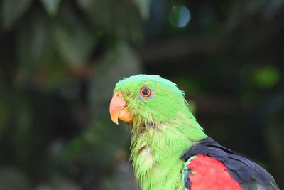 Close-up of a parrot