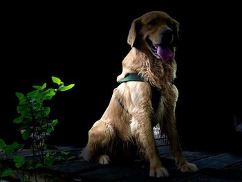 Dog looking away while sitting against black background