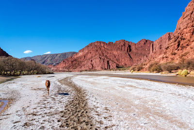 Horse standing on arid landscape against blue sky during sunny day