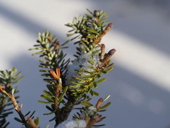 Close-up of lizard on plant