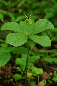 Close-up of green leaves on plant