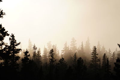 Scenic view of trees against clear sky