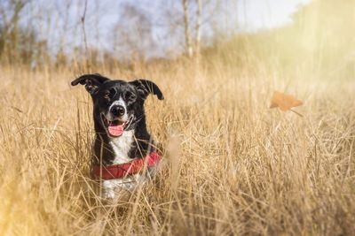 Portrait of dog on field