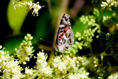 Close-up of butterfly perching on flower