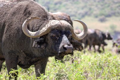 African buffaloes grazing on field at lake nakuru national park