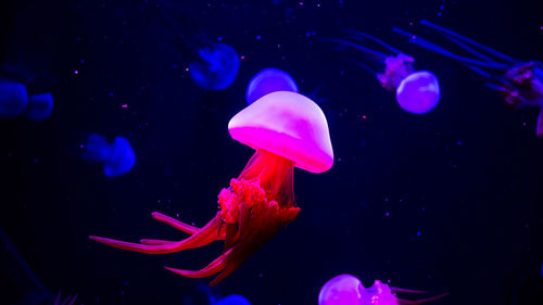 Jellyfish swimming in sea