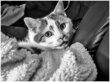Close-up portrait of cat