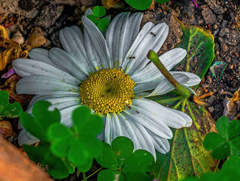 nature