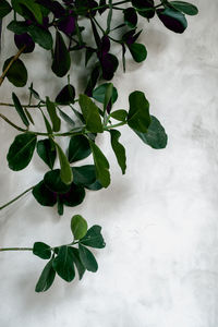 High angle view of potted plant leaves