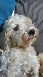 Close-up of a dog looking away