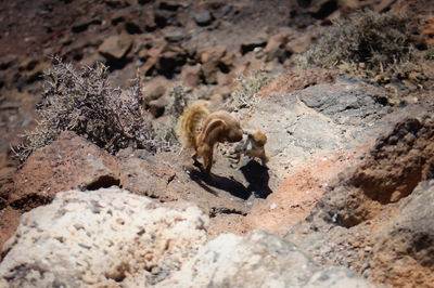 Close-up of animal on rock