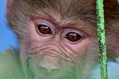 Close-up portrait of a monkey