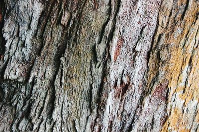 Full frame shot of tree trunk