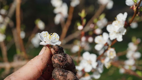 Close-up of hand holding small white flower