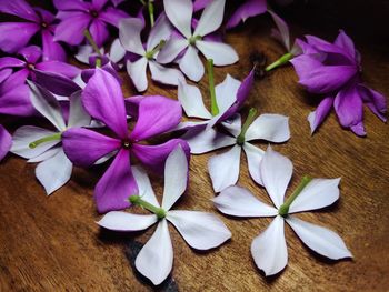 Close-up of pink flowering plants on table