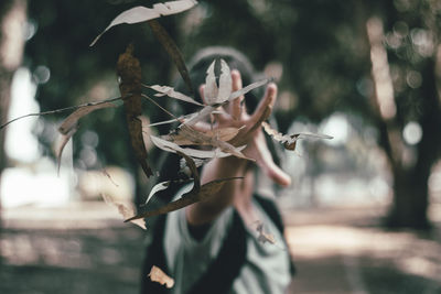 Close-up of plant against blurred background