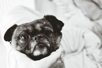 Cropped hand of person holding puppy at home