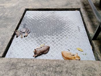 High angle view of street kittens on floor