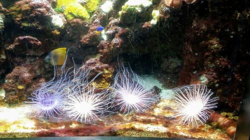 Close-up of coral swimming in sea