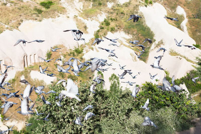 High angle view of birds flying above trees