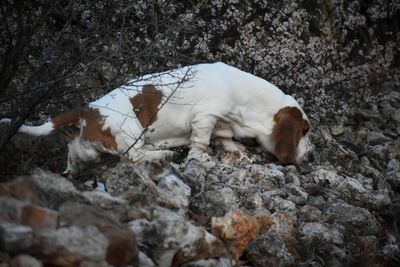 Dog lying on rock