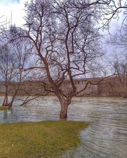 Bare tree by lake against sky