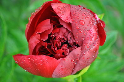 Close-up of wet red rose bud