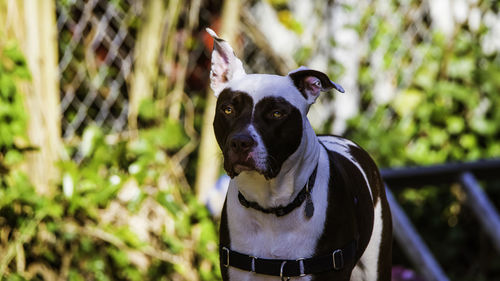 Portrait of dog