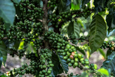 Close-up of berries growing on tree