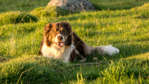 View of a dog on field