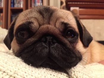 Close-up portrait of pug at home