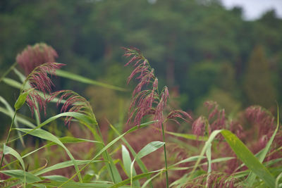 Close-up of flowering plants on field