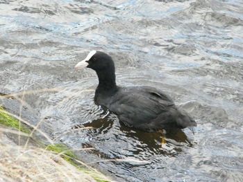 Close-up of duck in lake