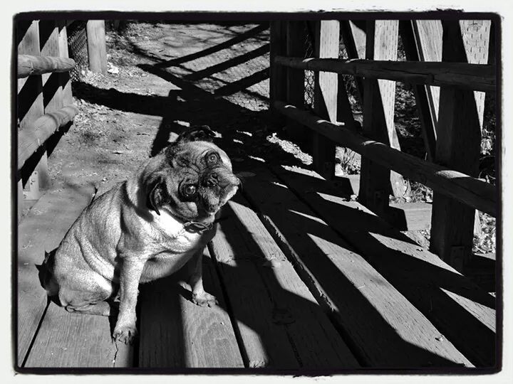 CLOSE-UP OF DOG ON WOOD OUTDOORS