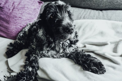 Close-up of a dog resting on bed