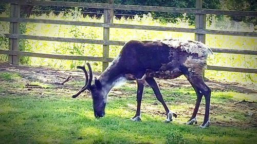 Grass grazing on field