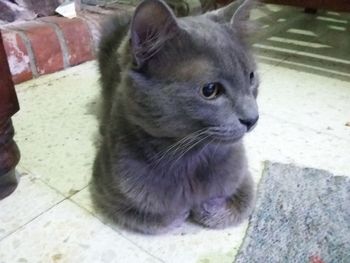 Close-up of cat outdoors