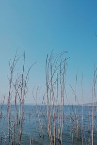 Scenic view of sea against clear blue sky